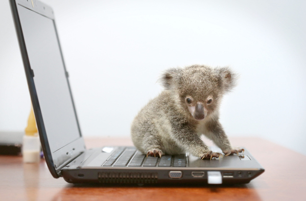 [Image of koala on keyboard]